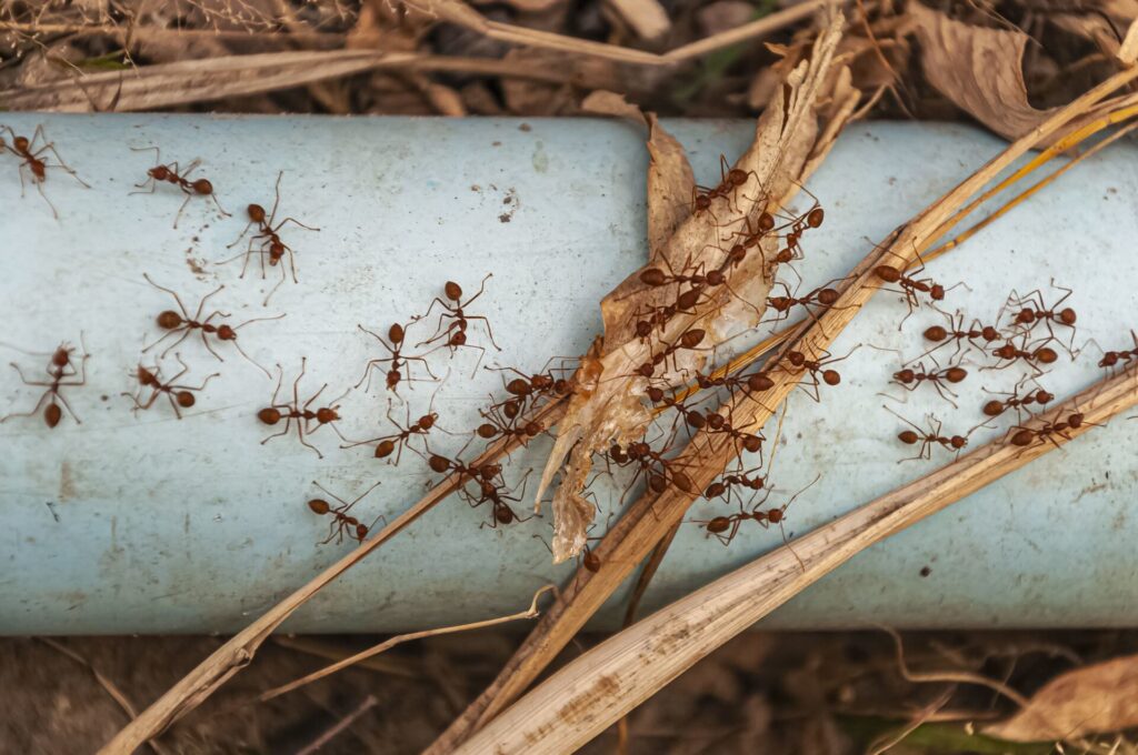 overhead shot red ants steel blue pipe taken doi tao lake thailand asia